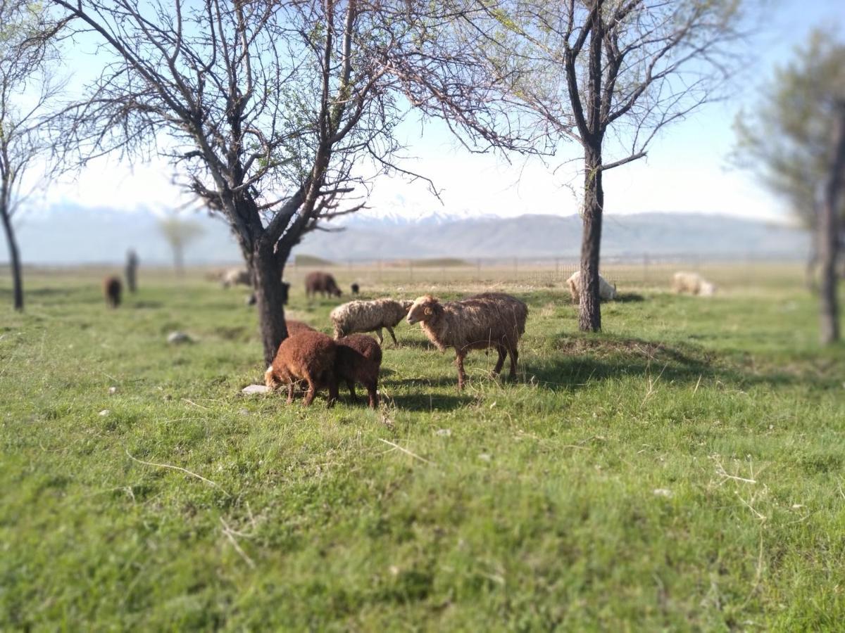 Уютный Ночлег Иссыкские Курганы Rahat Bagian luar foto